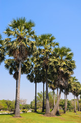 Fototapeta premium Tree