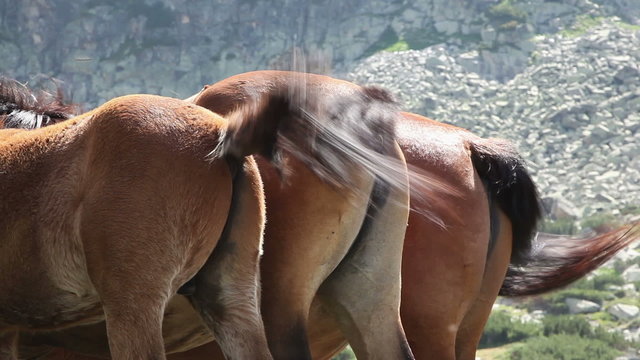 Three horsetail moving simultaneously.
