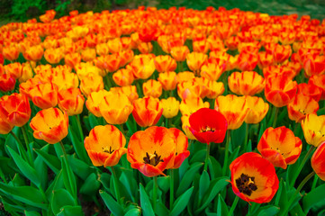 tulips