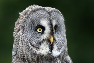 Great Gray Owl