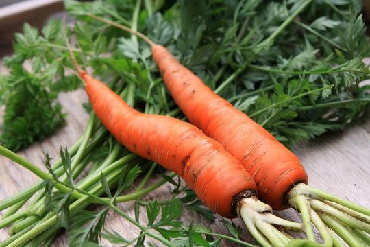 Zwei Karotten, Möhren, Mohrrüben