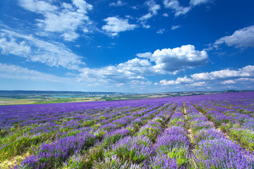 Naklejka na ściany i meble landscape with field of lavender