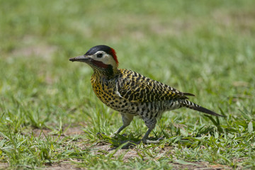 Striped Woodpecker on the Grass