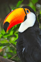 Toucan