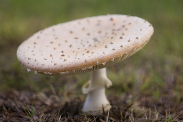 Amanita muscaria