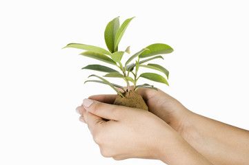 Close-up of a person's hand holding a sapling