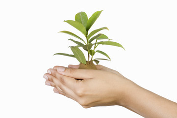 Fototapeta na wymiar Close-up of a person's hand holding a sapling
