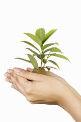 Close-up of a person's hand holding a sapling