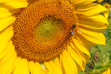 Naklejka premium bee in sun flower