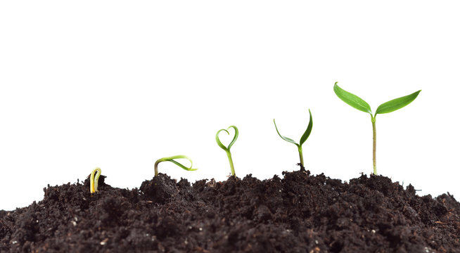 Plant germination and growth
