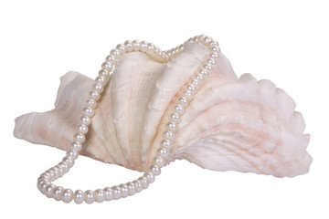 Close-up of a pearl necklace on a seashell