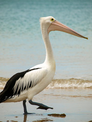 Brillen pelikan am Strand