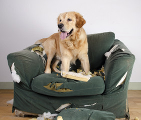 Golden retriever dog demolishes chair
