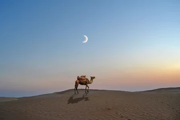 Fototapete Rund Kamel im Wüstensand der Sahara - Tunesien, Afrika © Letizia