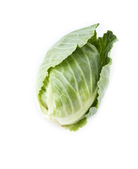 Fototapeta premium Head of cabbage.