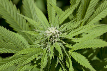 Marijuana bud