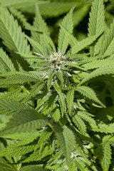 Blooming Marijuana plant