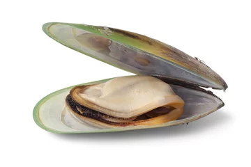 Schilderijen op glas New Zealand green lipped mussel © Picture Partners