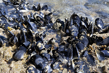 Fresh mussels growing on the rocks