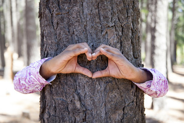hands making an heart shape on a trunk of a tree.