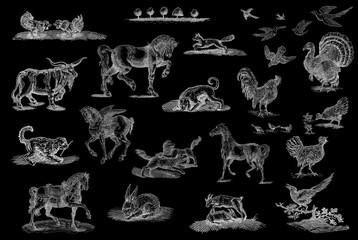 Animals  set illustration