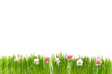grüne Frühlingswiese mit weißen Hintergrund
