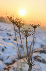 panais sauvage en hiver