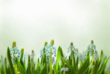 Fototapeta na wymiar Nature background with beautiful spring flowers, soft morning li