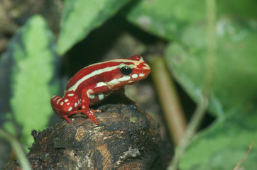 poison dart frog sitting on a stone