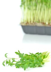Watercress cuttings on a white background