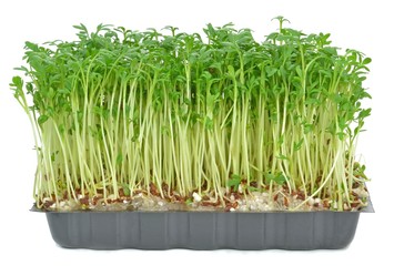 Watercress in a plastic tray on a white background
