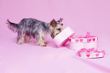 terrier looks in gift box over pink background