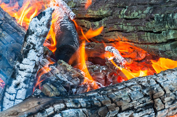 Burning firewoods ember in fire flame