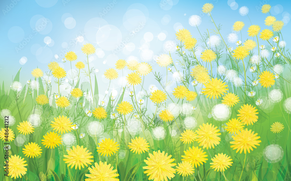 Wall mural vector of spring background with white dandelions.