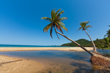 Palmenstrand bei Mission Beach