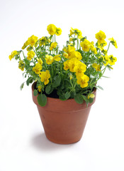 Yellow pansies in a pot on a white background - obrazy, fototapety, plakaty