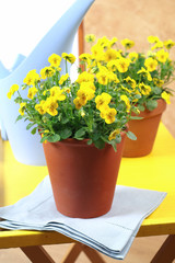 Beautiful yellow pansies in the interior - obrazy, fototapety, plakaty