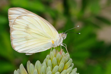 Farfalla - (Ascia monuste)