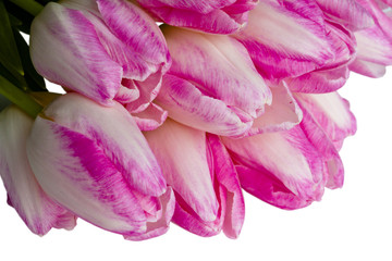 Pink tulips as a background on white.