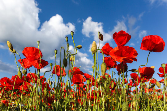 Vor blauem Himmel freigestelllte Mohnbl&uuml;ten
