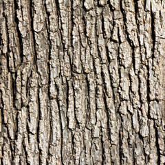 Wooden Background Texture Pattern