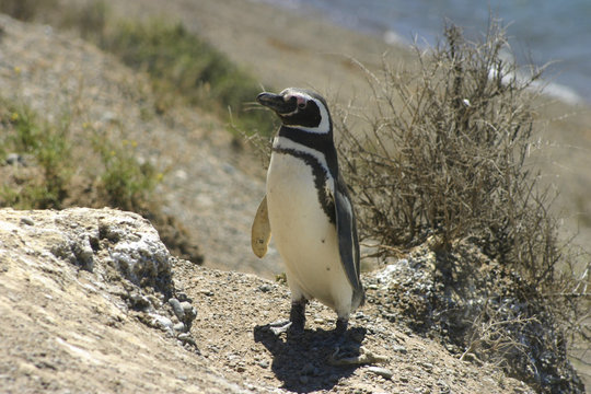 Magellan penguin (Tierra del Fuego-Argentina)
