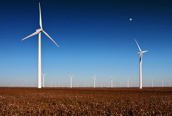 Wind turbines in a Cotton Field