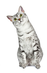 Curious Egyptian Mau tilts head left