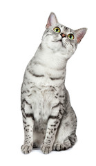 Curious Egyptian Mau tilts head