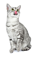 Egyptian Mau Cat Licking Lips