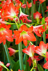 Amaryllis