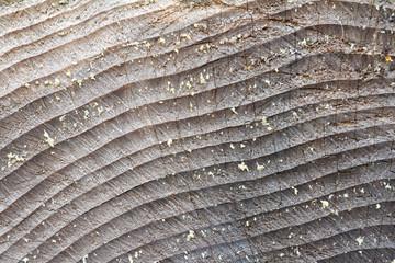 Fototapeta premium Wood Abstract Texture