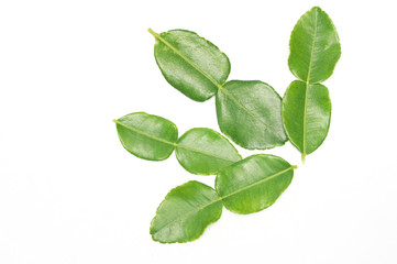Fototapeta premium Kaffir lime leaves on white background