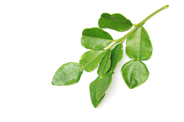 Kaffir lime leaves on white background